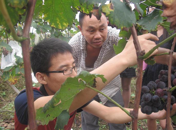 我系农学教师开展葡萄种植实践指导